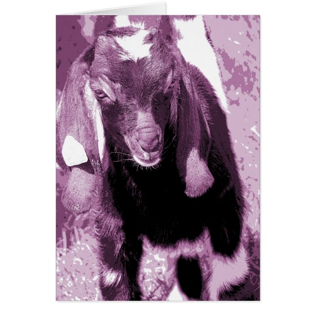 Kalvin en morado (Frente)