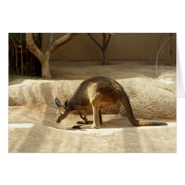 Kangaroo (Anverso (Horizontal))