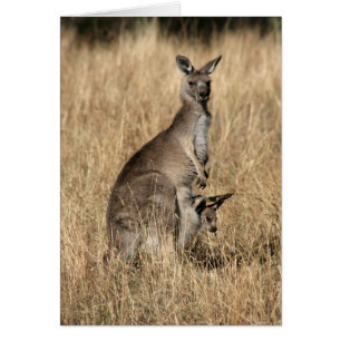 Kangaroo con el bebé Joey en Pouch