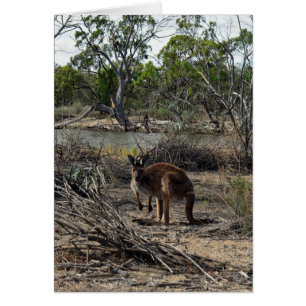 Kangaroo Mientras Tanto En El Billabong,