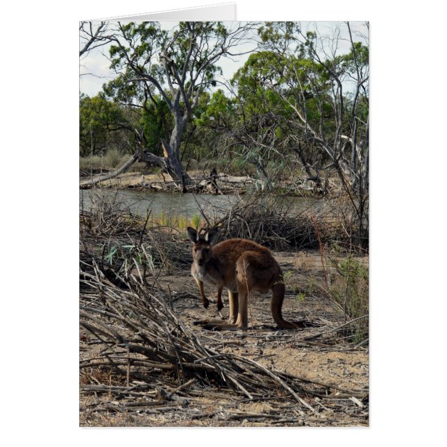 Kangaroo Mientras Tanto En El Billabong, (Frente)