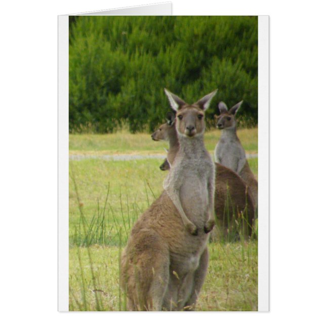 Kangaroo Paddock (Frente)