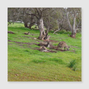 Kangaroo Siesta, tarjeta magnética