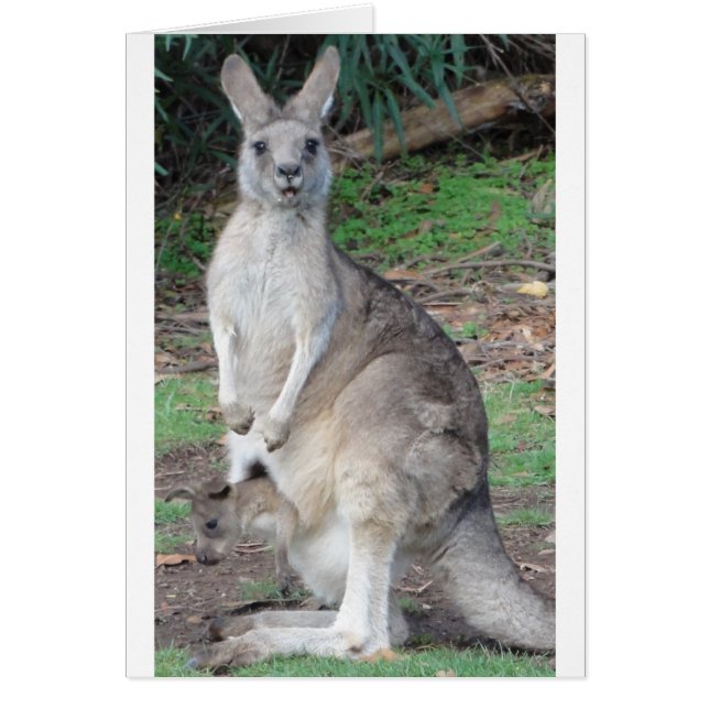 Kangaroo y Joey (Frente)