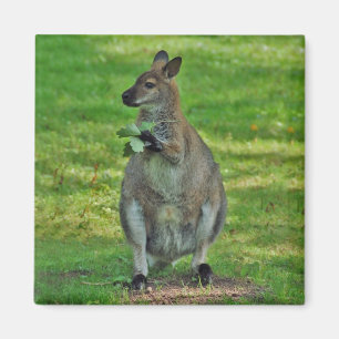 KangaROOS con el imán de las hojas de los robles