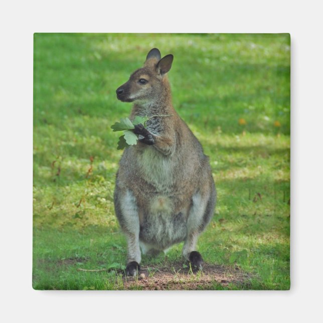 Kangaroos con hojas de roble imán (Frente)