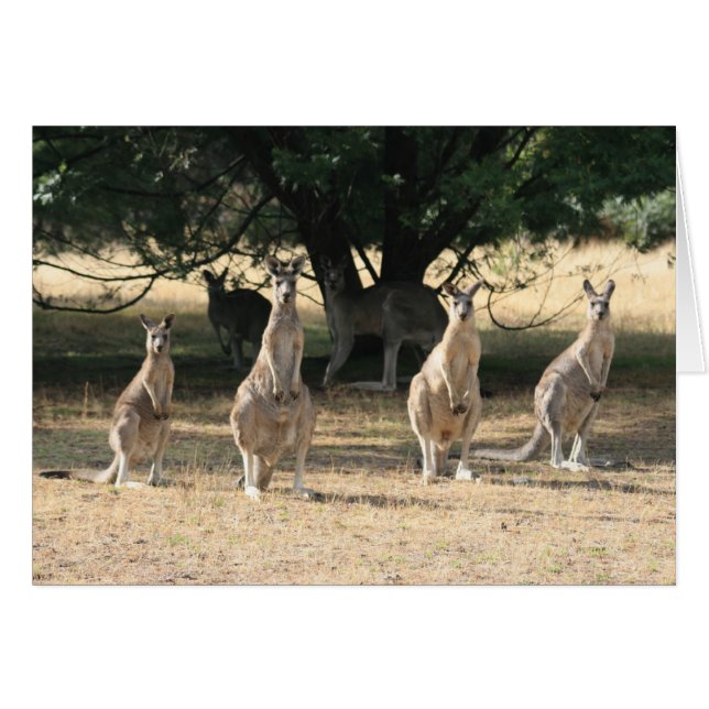 Kangaroos en una fila (Anverso (Horizontal))
