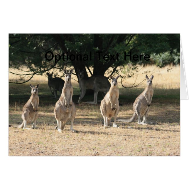 Kangaroos en una fila (Anverso (Horizontal))