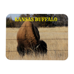KANSAS BUFFALO en un imán cuadrado de pastoreo