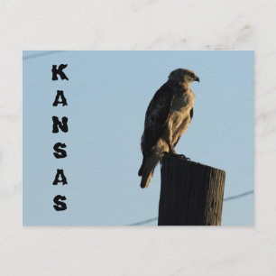 Kansas Hawk en una tarjeta postal de Pole closeup.