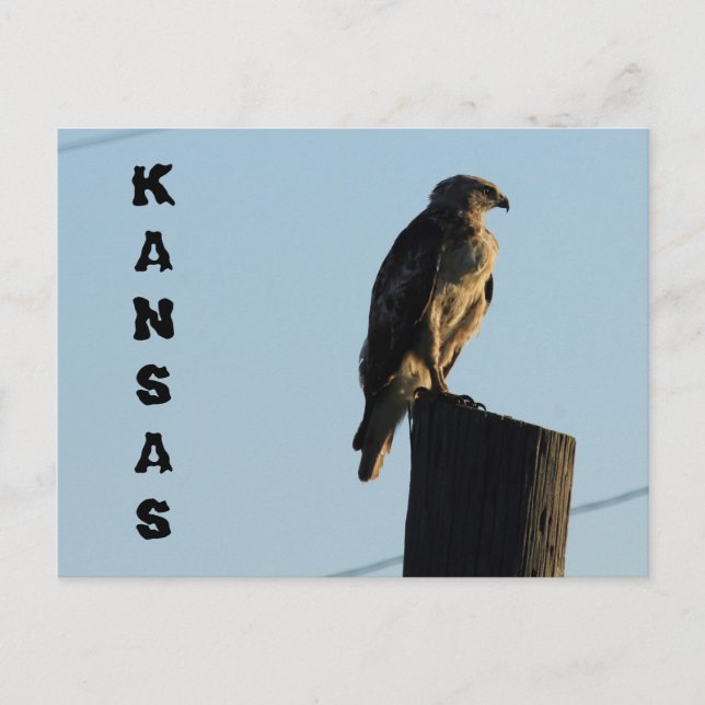 Kansas Hawk en una tarjeta postal de Pole closeup. (Anverso)