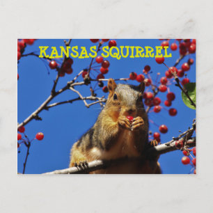 Kansas Squirrel comiendo una tarjeta postal roja d
