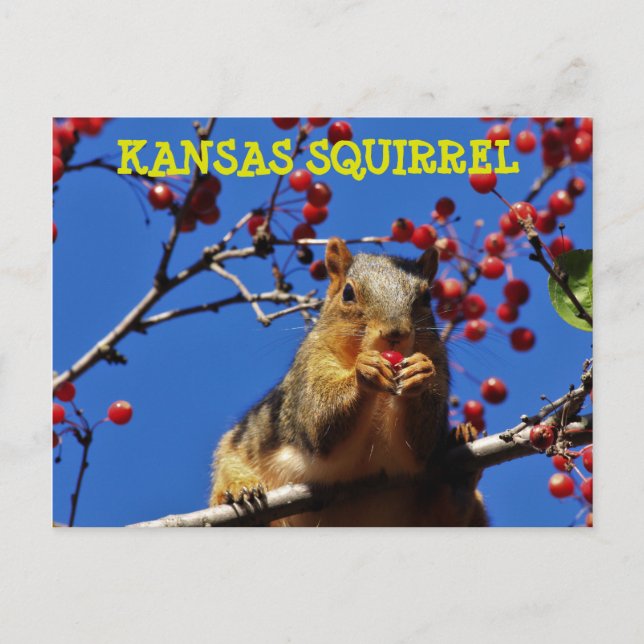 Kansas Squirrel comiendo una tarjeta postal roja d (Anverso)
