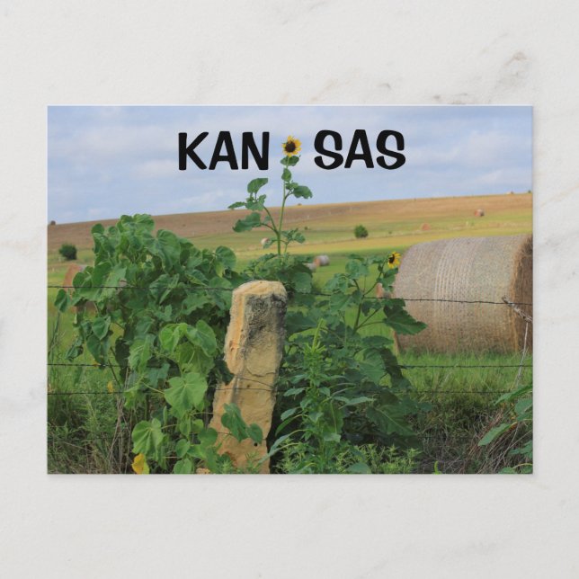 Kansas Stone Post con tarjeta postal de girasoles (Anverso)