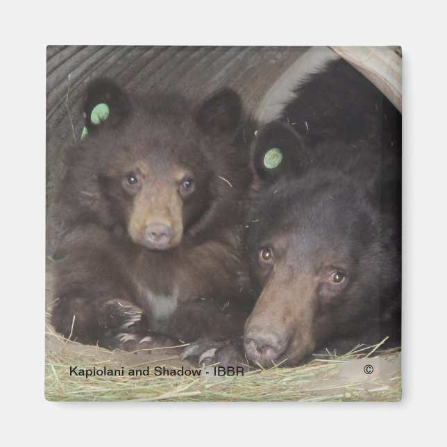 Kapiolani y Shadow - imán cuadrado (Frente)