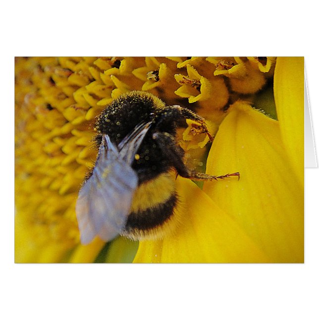 Karte fleissige Hummel: ten un día soleado (Anverso (Horizontal))