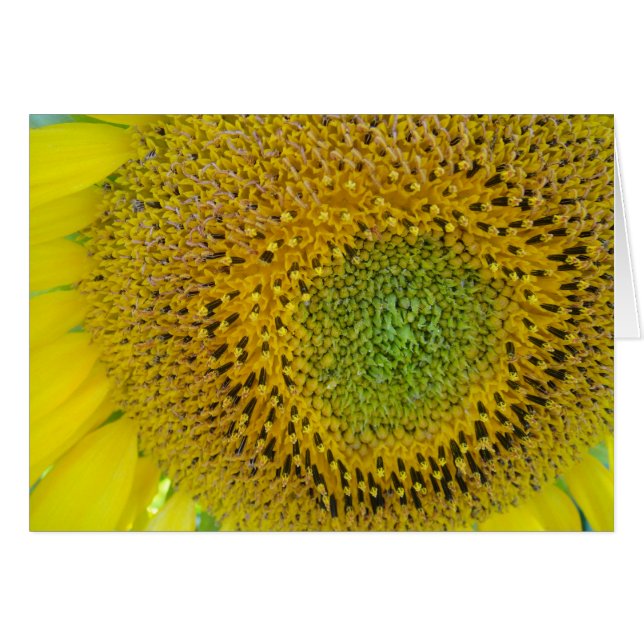 Karte Sonnenblume, blanko, gestaltbar (Anverso (Horizontal))