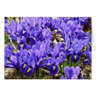 Katherine Hodgkin Iris Purple Spring Floral