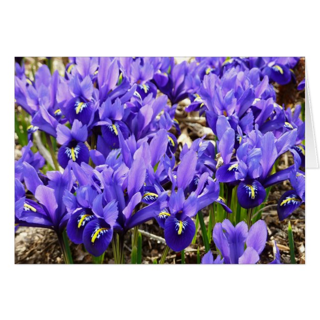 Katherine Hodgkin Iris Purple Spring Floral (Anverso (Horizontal))