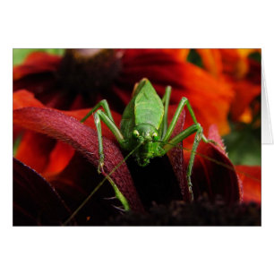 Katydid sobre la tarjeta en blanco Rudbeckia