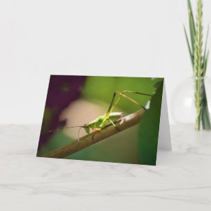 Katydid, tarjeta