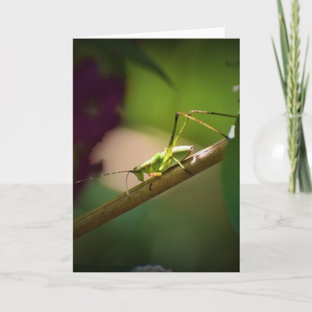 Katydid, tarjeta (Anverso)