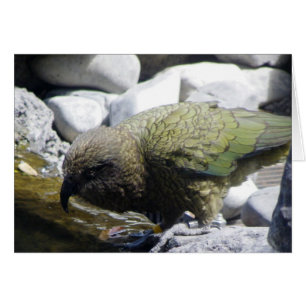 Kea: El loro alpino