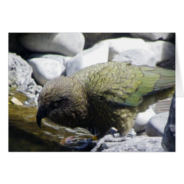 Kea: El loro alpino (Anverso (Horizontal))