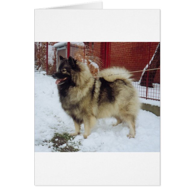 keeshond full.png (Frente)