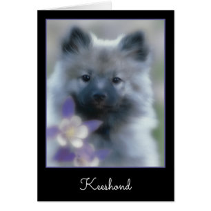 Keeshond y Columbine - Fotografía de perro