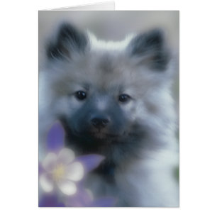 Keeshond y Columbine - Fotografía de perro