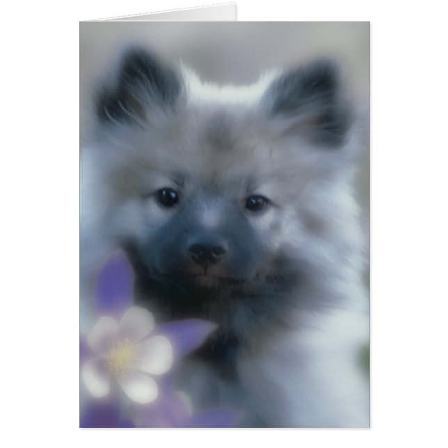 Keeshond y Columbine - Fotografía de perro (Frente)
