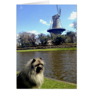 Keeshond y el molino de viento holandés