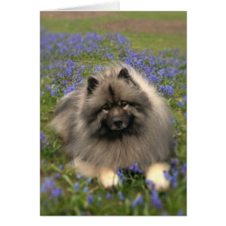 Keeshond y Flores