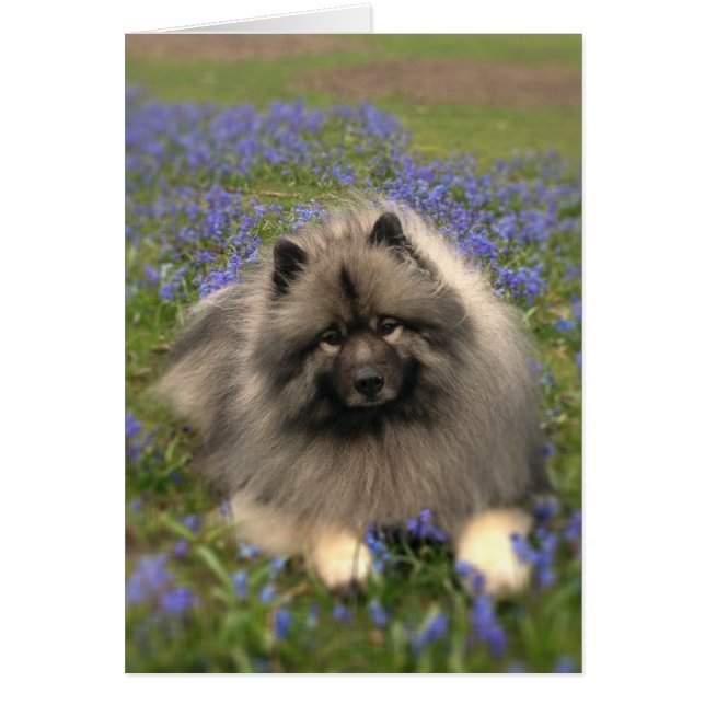Keeshond y Flores (Frente)