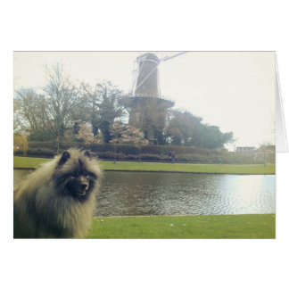 Keeshond y Windmill