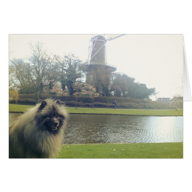 Keeshond y Windmill (Anverso (Horizontal))