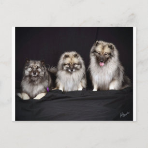 Keeshonden "Por Keeps!" Postal