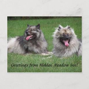 Keeshonds Apache y postal sonriente de los