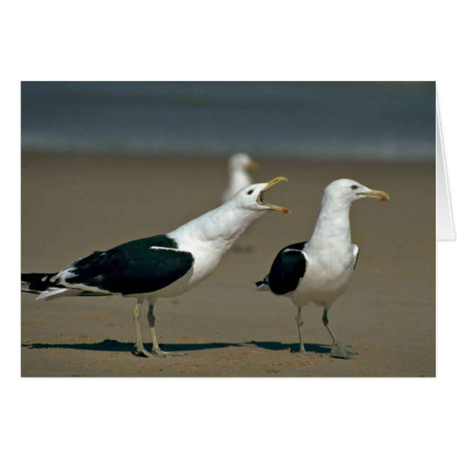 Kelp Gull (Anverso (Horizontal))