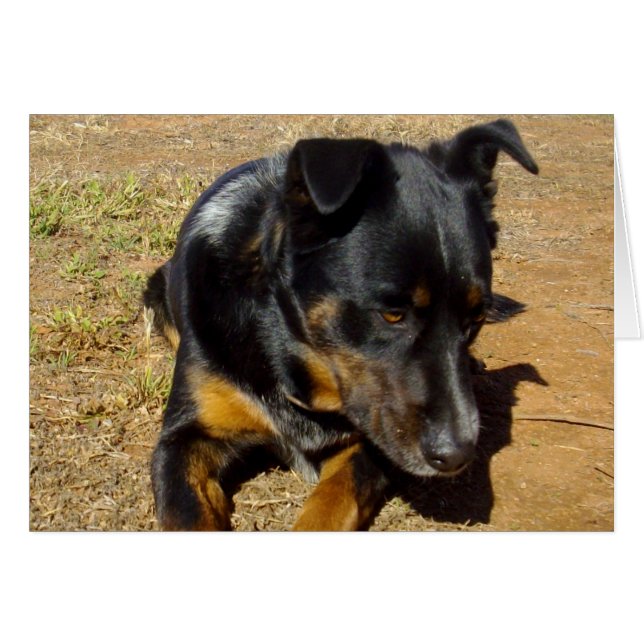 Kelpie_Farm_Life, (Anverso (Horizontal))