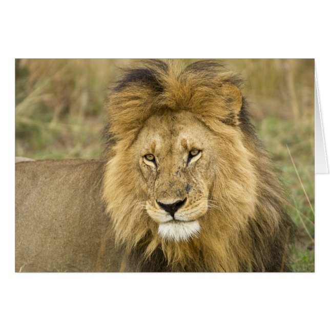 Kenia Masai Mara (Anverso (Horizontal))