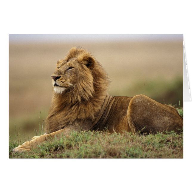 Kenia, Masai Mara | León Macho (Anverso (Horizontal))