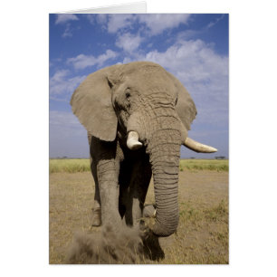 Kenia: Parque Nacional Amboseli, elefante macho