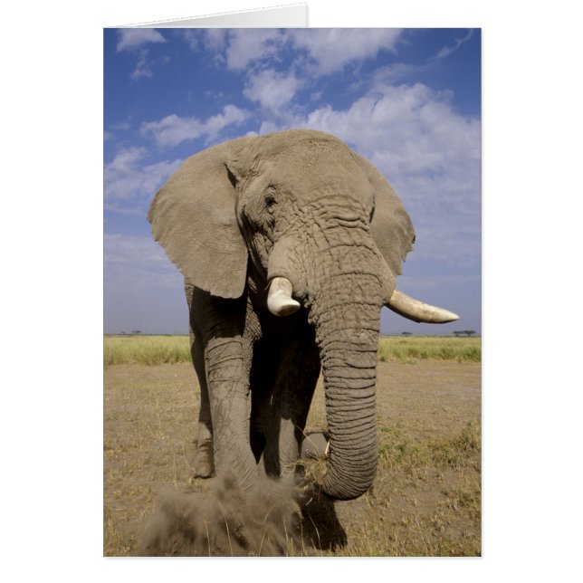 Kenia: Parque Nacional Amboseli, elefante masculin (Frente)