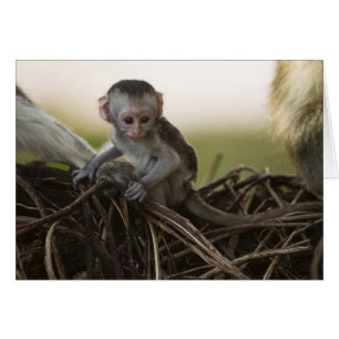 Kenia, Reserva de caza de Samburu. Mono vervet