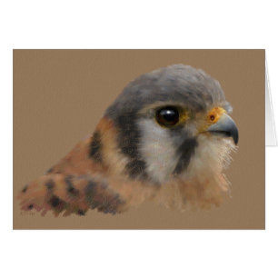 Kestrel americano