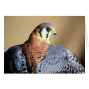 Kestrel americano