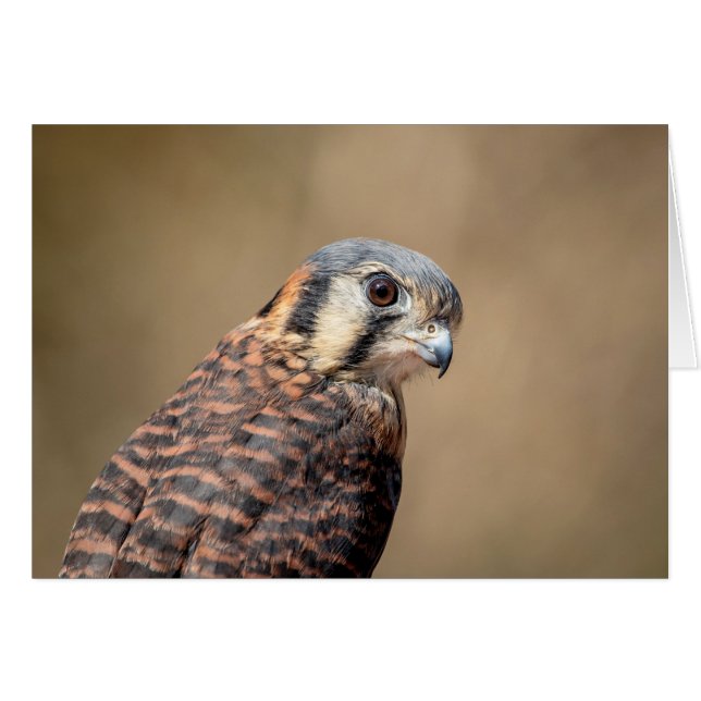 Kestrel americano (Anverso (Horizontal))