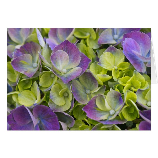 Keukenhof Garden Hydrangea (Anverso (Horizontal))